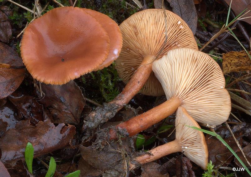 Lactarius lacunarum